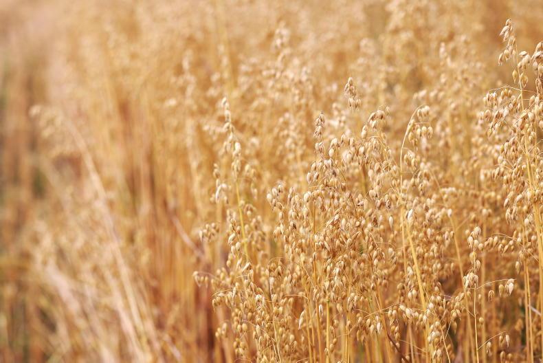 Grain Trends: no move on prices, oats an issue Grain Trends: no move on prices, oats an issue