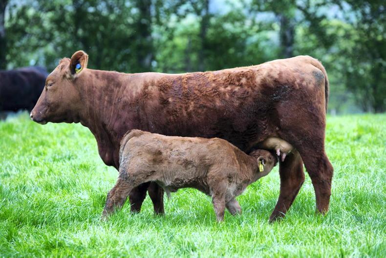 Grass+ Beef: cruise control button hit again with grass Grass+ Beef: cruise control button hit again with grass