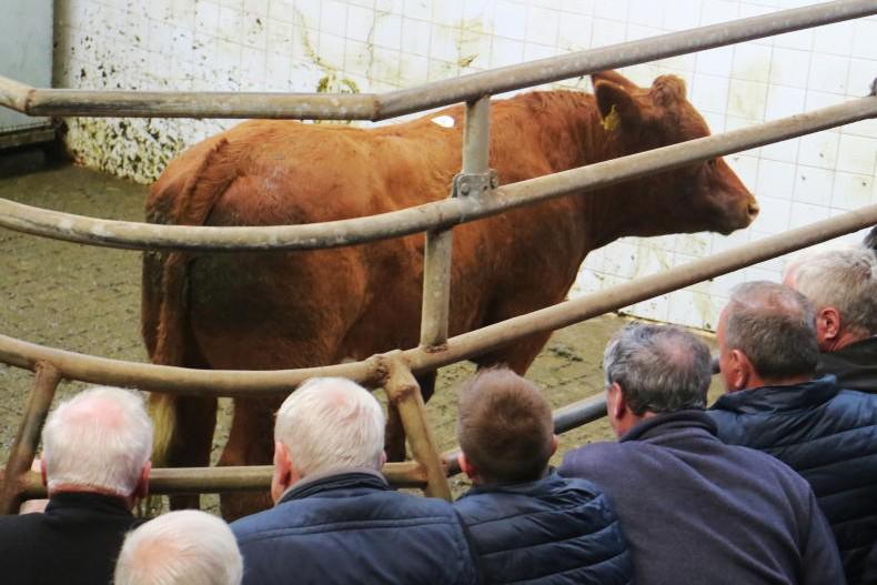 Watch: suckler outfits hit €6,650 in Balla mart Watch: suckler outfits hit €6,650 in Balla mart