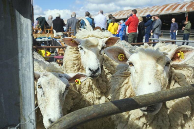 €2.50/kg for Galway wool for fifth year running €2.50/kg for Galway wool for fifth year running