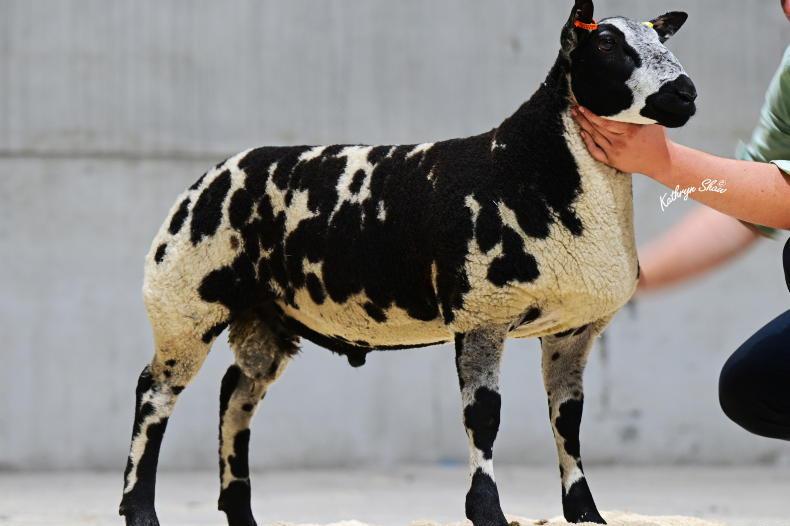 Derg Idol hits 15,000gns at the NI Dutch Spotted Export Sale Derg Idol hits 15,000gns at the NI Dutch Spotted Export Sale