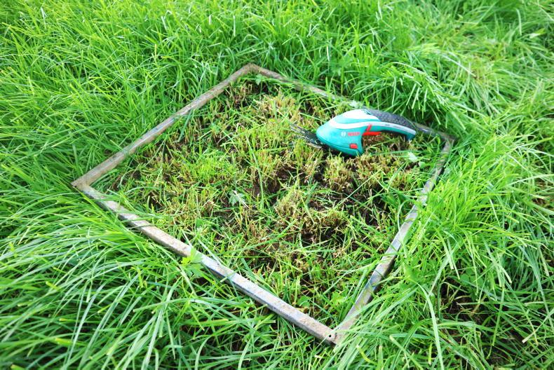 Dairy Management: grass growth rates rebounding Dairy Management: grass growth rates rebounding