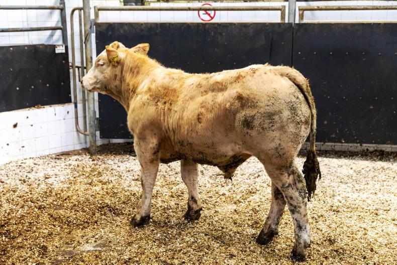Watch: bulls hit €5,900 in Elphin Mart Watch: bulls hit €5,900 in Elphin Mart