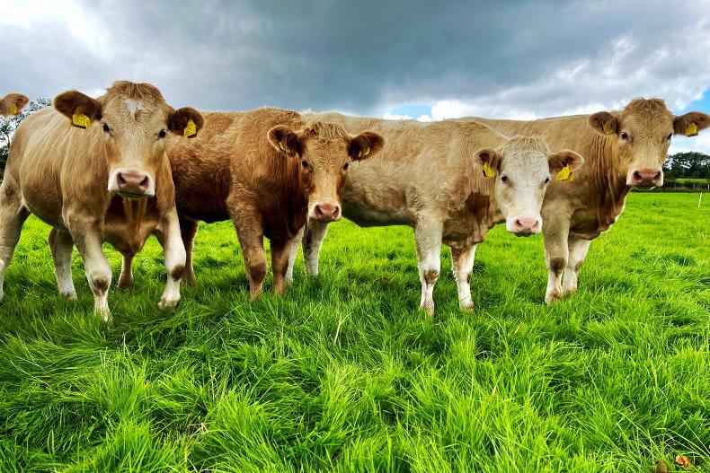 The Grass Week: growth in good position ahead of long weekend The Grass Week: growth in good position ahead of long weekend