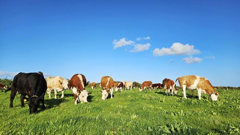 Farmer Writes: the changing face of Ireland's suckler herd Farmer Writes: the changing face of Ireland's suckler herd