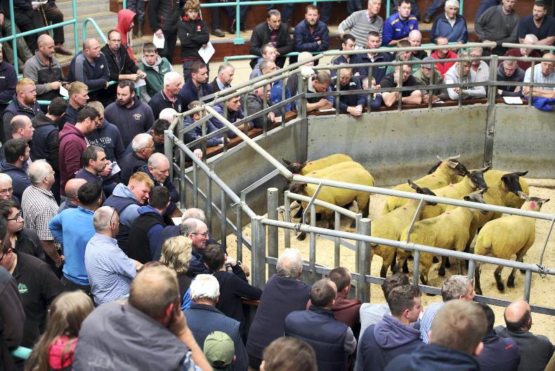 Breeding hogget prices rise 50% Breeding hogget prices rise 50%