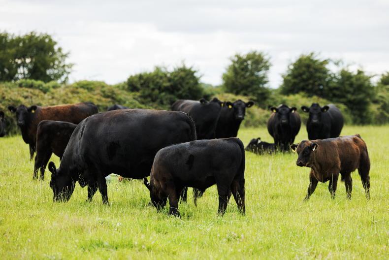 Beef supply to remain tight in EU Beef supply to remain tight in EU