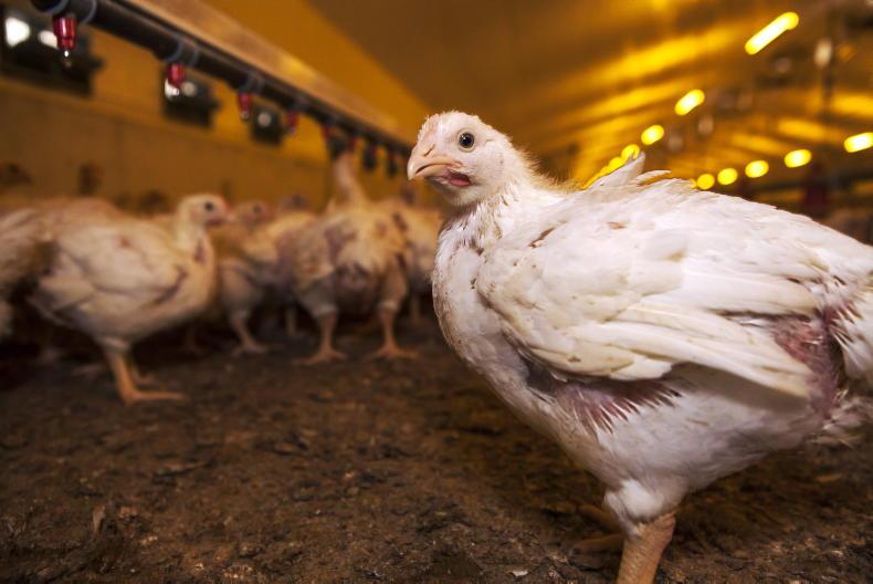 NI poultry producers weigh up new contracts NI poultry producers weigh up new contracts