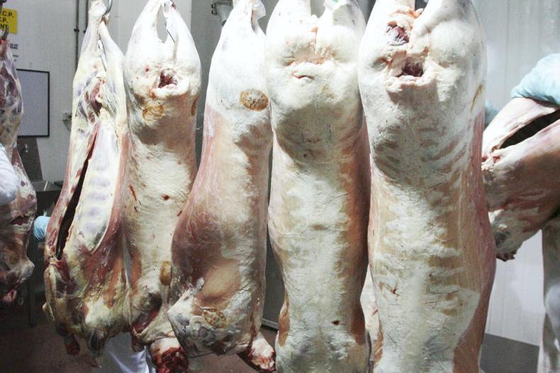 Sheep Trends: lamb throughput falls again but factories refuse to budge Sheep Trends: lamb throughput falls again but factories refuse to budge