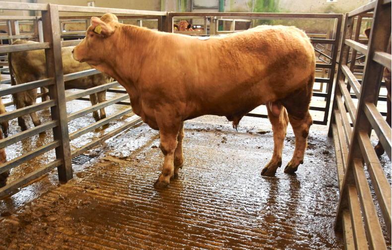 Northern View: little change to prices paid for beef Northern View: little change to prices paid for beef