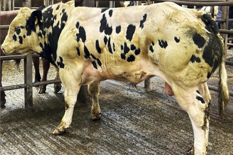 Watch: Belgian Blue weanlings hit €3,820 in Carrigallen Watch: Belgian Blue weanlings hit €3,820 in Carrigallen