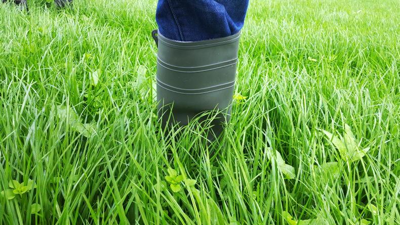 The Grass Week: grass building by default for many The Grass Week: grass building by default for many