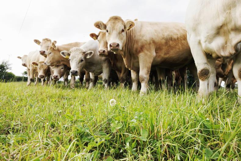 Department plan for reducing cattle slaughter age delayed Department plan for reducing cattle slaughter age delayed