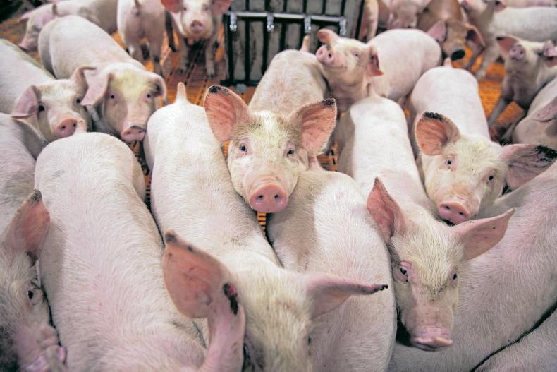 Poaching of staff in pig sector 'damaging' industry Poaching of staff in pig sector 'damaging' industry