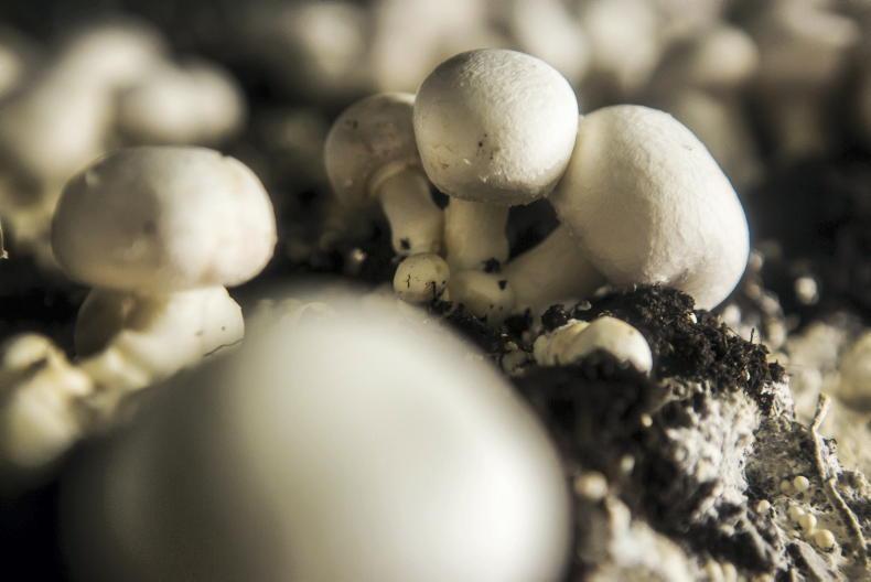 Agri jobs: dairy workers and horticulture operative wanted Agri jobs: dairy workers and horticulture operative wanted