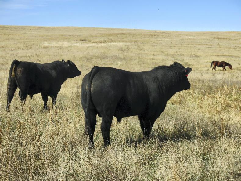 US beef exports hit five-year low US beef exports hit five-year low