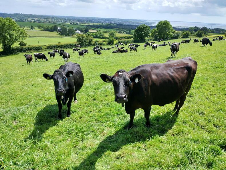 Co Down farm on target to get more milk from grass Co Down farm on target to get more milk from grass