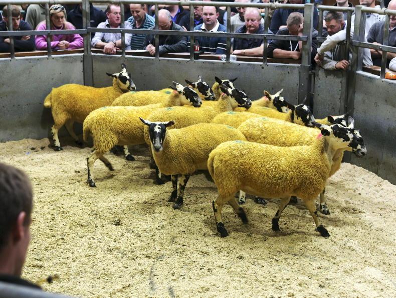 Mule hoggets up £100/head in two years Mule hoggets up £100/head in two years