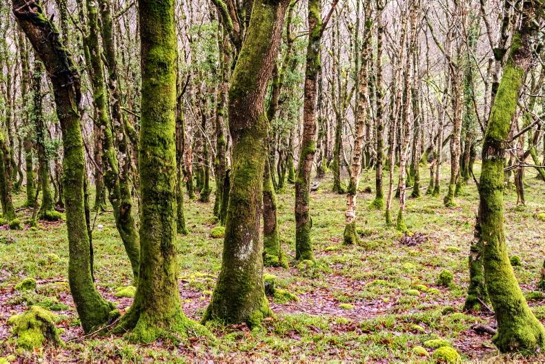 Trees and rocks enter farm payment system Trees and rocks enter farm payment system