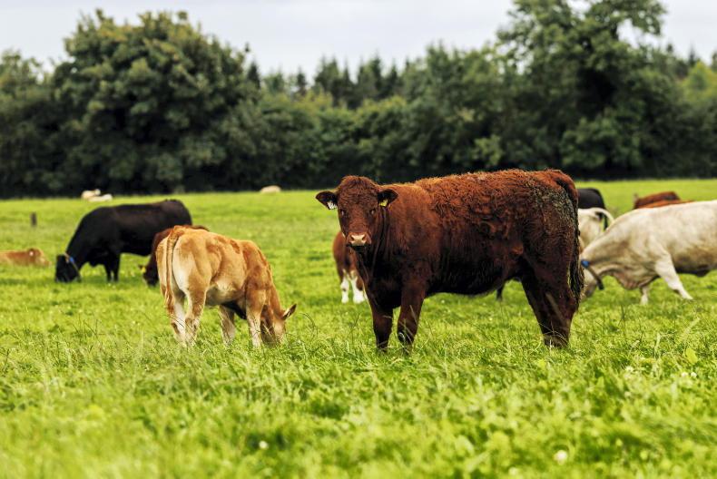 Grass+ Beef: growth high but for how long more Grass+ Beef: growth high but for how long more