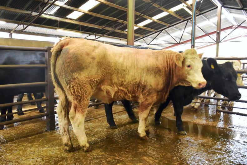Northern View: ROI trade keeps floor under NI beef Northern View: ROI trade keeps floor under NI beef