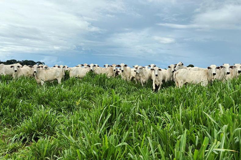 Brazil sets beef export record in July Brazil sets beef export record in July