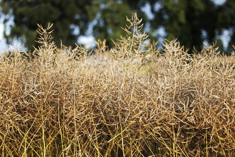 Oilseed rape seed sales increase dramatically Oilseed rape seed sales increase dramatically