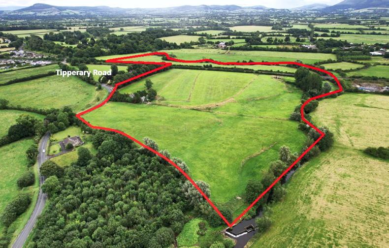 Hammer time as Golden Vale duet head for September auction Hammer time as Golden Vale duet head for September auction