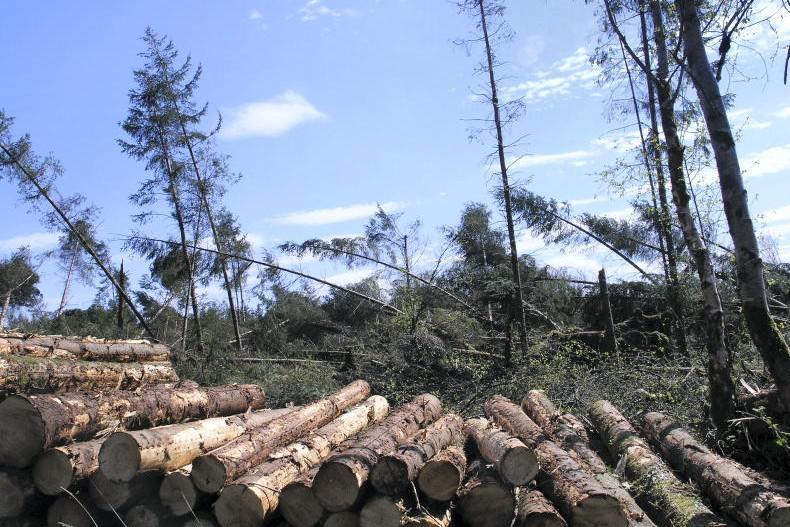 Almost 200 windblow applications approved by Department for clearfell Almost 200 windblow applications approved by Department for clearfell