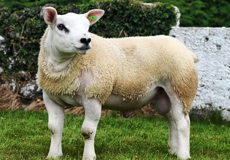 Texels turn up the heat at Big Boy Ram Sale Texels turn up the heat at Big Boy Ram Sale