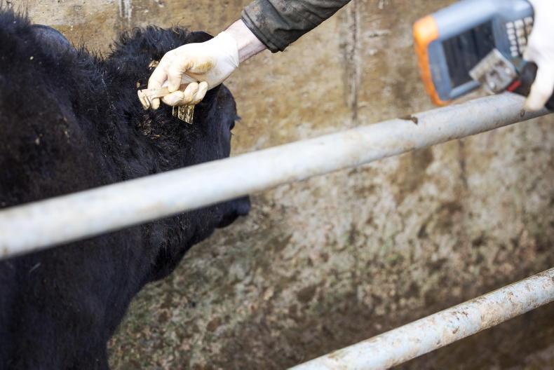 Sharp rise in new TB reactor herds in NI Sharp rise in new TB reactor herds in NI