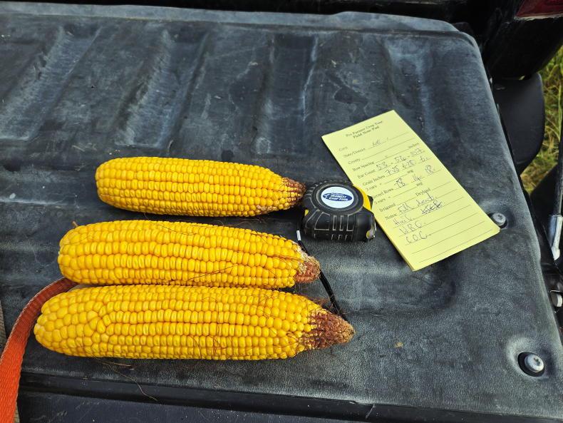 US corn crop set to be a bumper one US corn crop set to be a bumper one