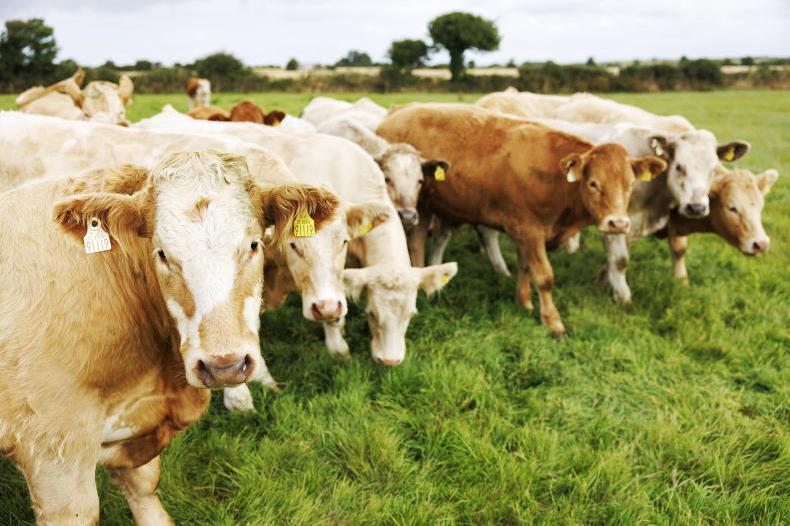 Factories paying €8/kg flat in the west Factories paying €8/kg flat in the west