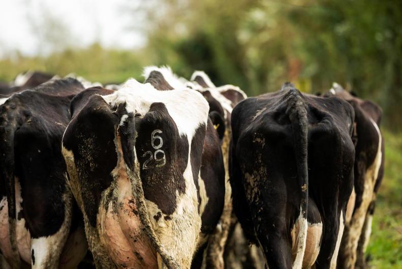 Tirlán offers meal rebate in bid to avoid 'sharp drop in milk output' Tirlán offers meal rebate in bid to avoid 'sharp drop in milk output'