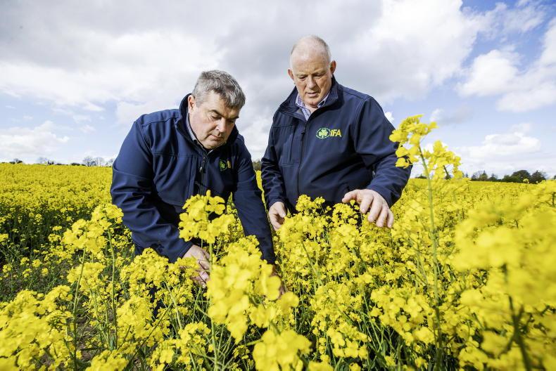 Tillage in need of cash injection, says IFA Tillage in need of cash injection, says IFA