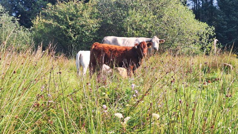 Final push for submission of ACRES scorecards Final push for submission of ACRES scorecards