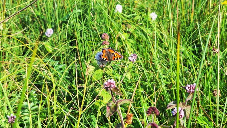 Final push for submission of ACRES scorecards Final push for submission of ACRES scorecards