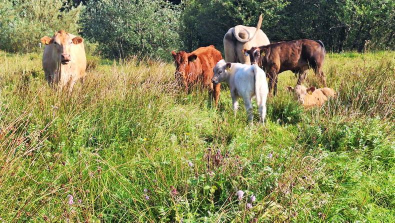 Final push for submission of ACRES scorecards Final push for submission of ACRES scorecards