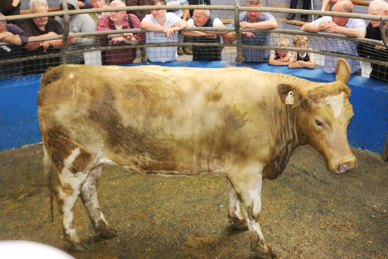 Martbids Database: light bull weanlings head for €7/kg Martbids Database: light bull weanlings head for €7/kg