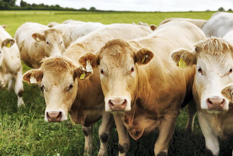 Northern View: base quotes for cattle hold steady Northern View: base quotes for cattle hold steady