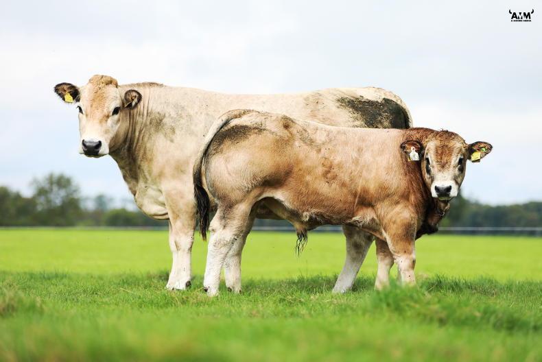 Grass + Beef: rainfall should help moisture-stricken farms Grass + Beef: rainfall should help moisture-stricken farms