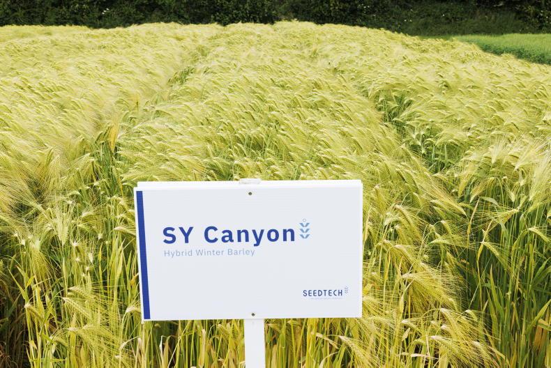 Eight fully recommended winter barley varieties for 2026 Eight fully recommended winter barley varieties for 2026