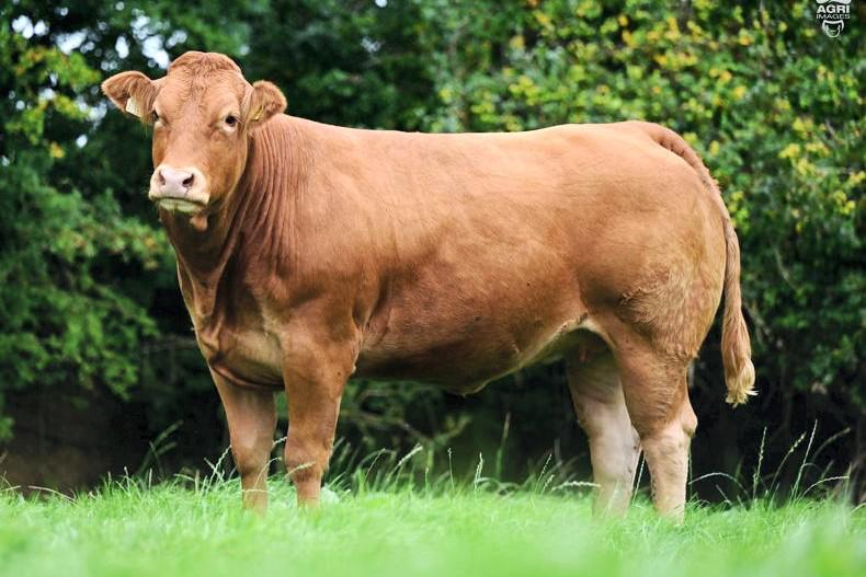 Southwest and Cork Limousin clubs to host third biennial sale Southwest and Cork Limousin clubs to host third biennial sale