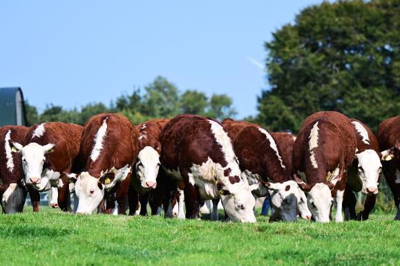 Solpoll Herefords to stage first ever production sale Solpoll Herefords to stage first ever production sale
