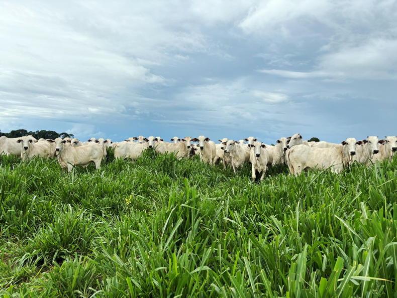 First formal step taken in Mercosur ratification process First formal step taken in Mercosur ratification process