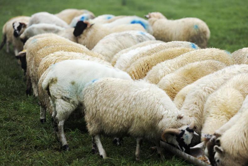 Consider breakeven when purchasing store lambs Consider breakeven when purchasing store lambs