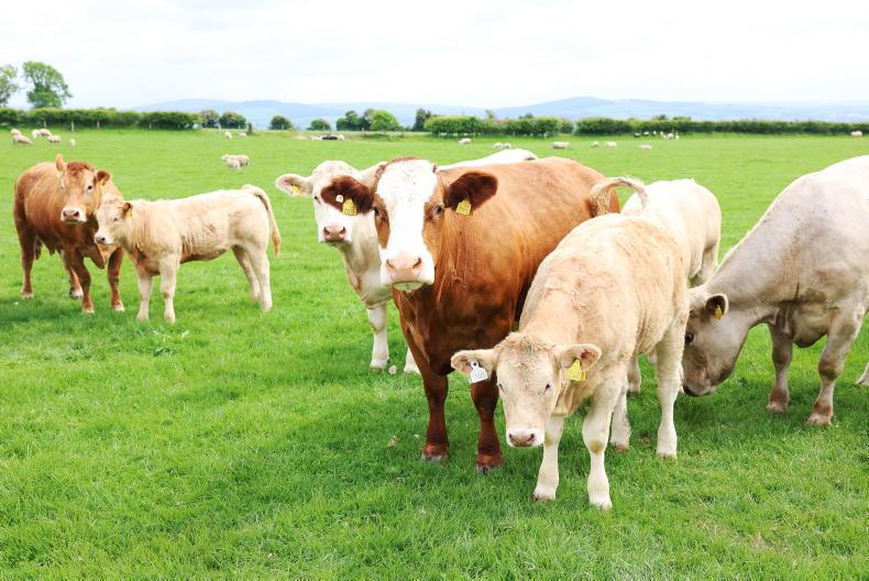 Worth taking time to assess suckler data Worth taking time to assess suckler data