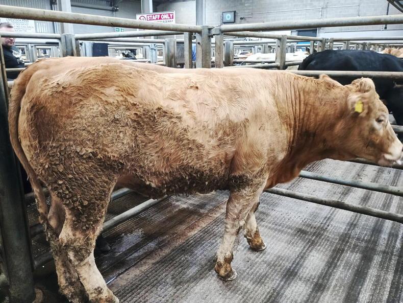 Winter finishers need prices around 700p/kg