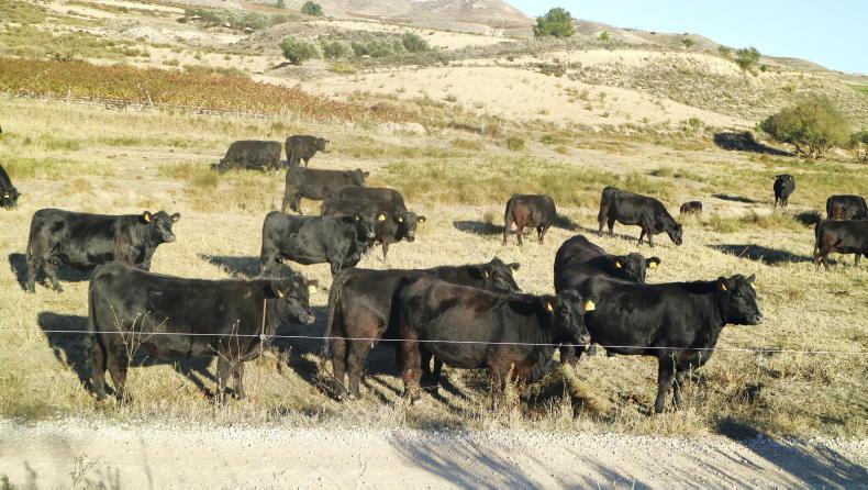 Live cattle exports to Spain pass 100,000 head mark Live cattle exports to Spain pass 100,000 head mark