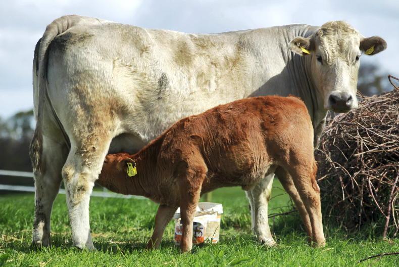 EU beef crash drives Irish export demand EU beef crash drives Irish export demand